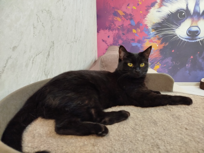 Ответ на пост: "Подтвердите что вы пикабушник, отправив фото своего кота"