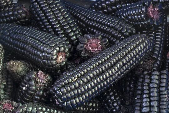 photo by <!--noindex--><a href="https://pikabu.ru/story/pryigayushchie_genyi_i_raznoobrazie_kukuruzyi_13447874?u=http%3A%2F%2Fstock.adobe.com&t=stock.adobe.com&h=21ef30ce204bd1993a28e53c538a6c5fdc23db3f" title="http://stock.adobe.com" target="_blank" rel="nofollow noopener">stock.adobe.com</a><!--/noindex-->