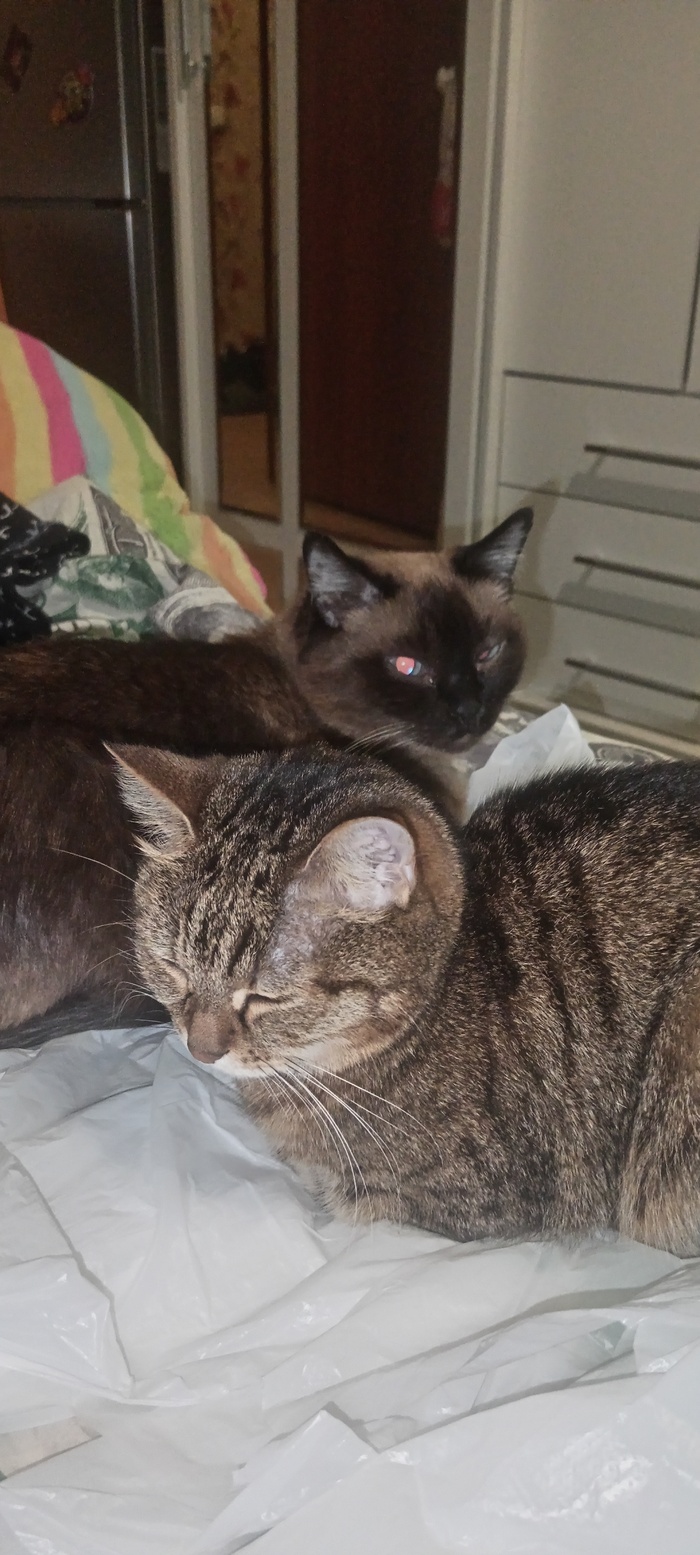 Коты пикабу