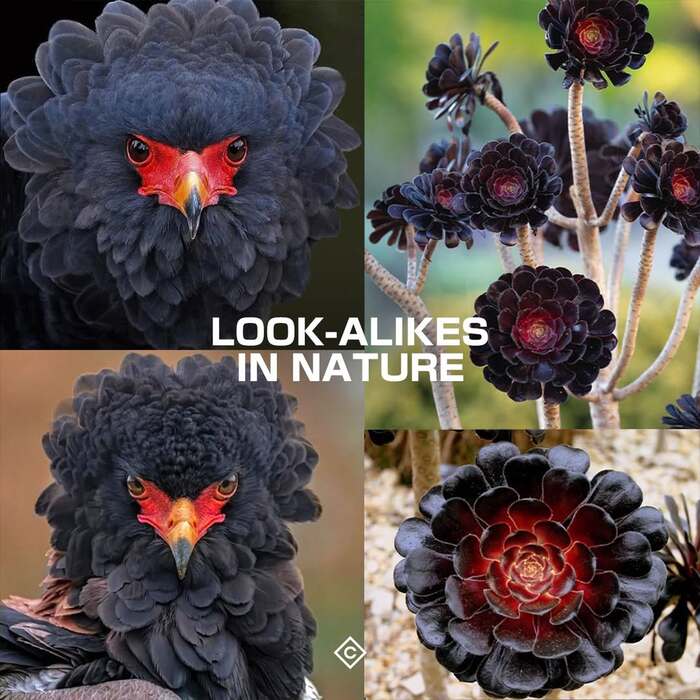 Орел скоморох и Суккулент Черная роза