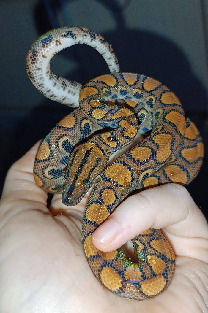 Радужный удав