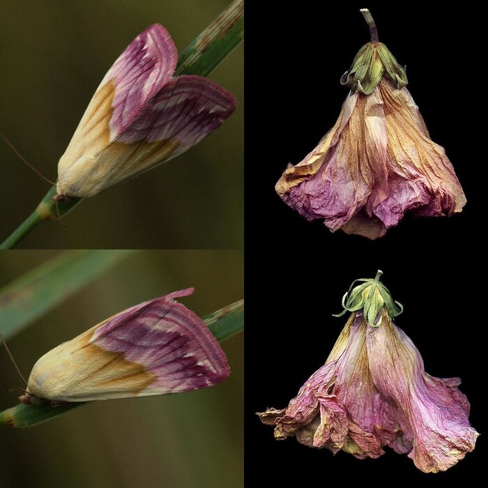 Ленточница пурпурная и высушенный гибискус