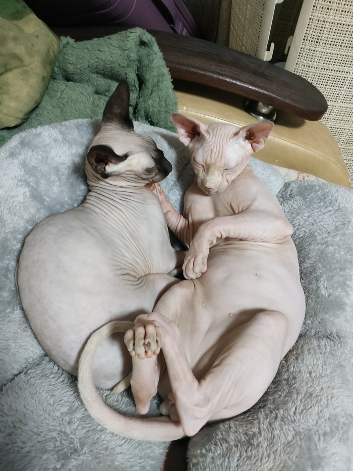 Ответ на пост «"Подтвердите, что вы пикабушник, добавив фото кота"»