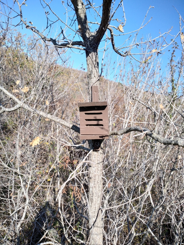 Что за "скворечник" в лесу?