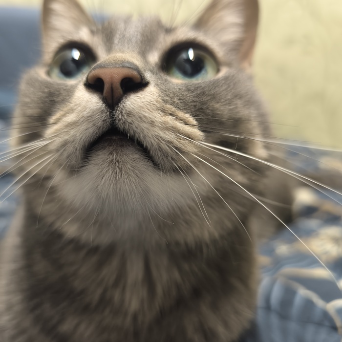 Нос котячий вам в ленту