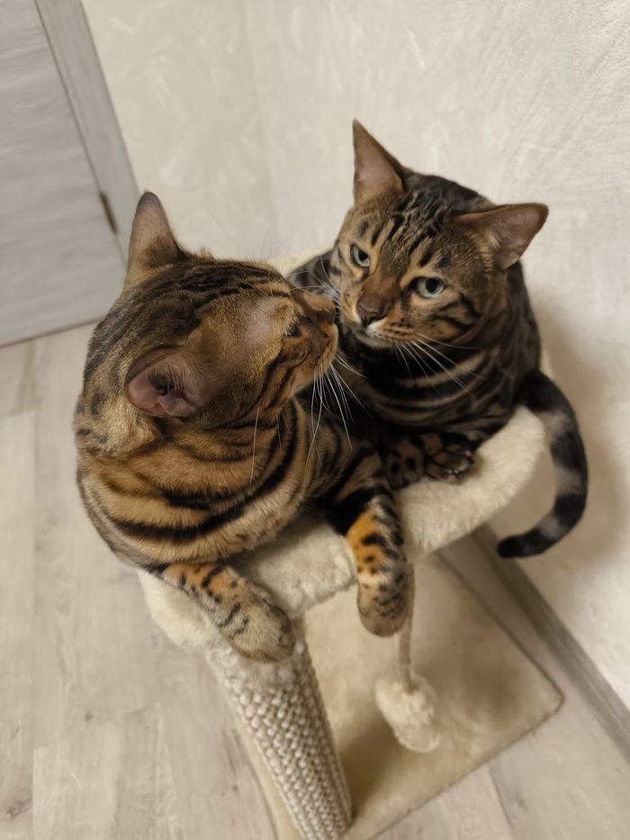 Договариваются о ночных тыгдыках