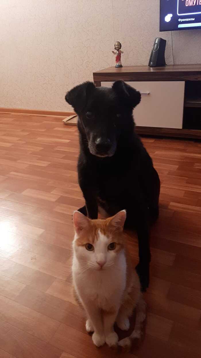 Мой кот рыжик