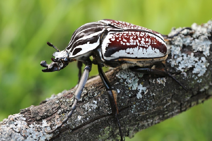 - (Goliathus goliatus).