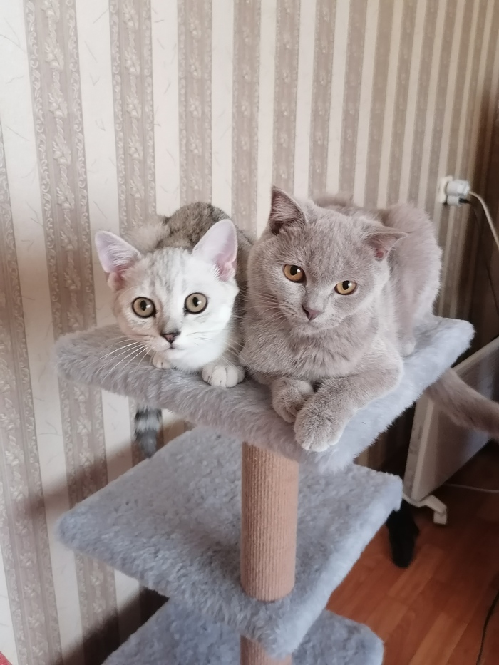 Фото котов (кот и кошка), чтоб подтвердить что я пикабушник