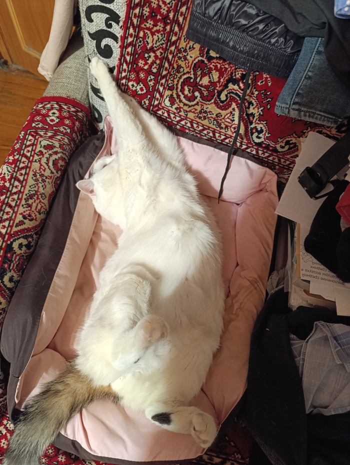 Верификация пикабушника.Наша девочка дремлет. Дела подождут