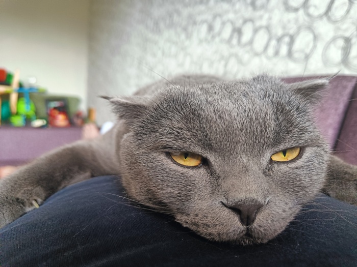 Ответ на пост «"Подтвердите, что вы пикабушник, добавив фото кота"»