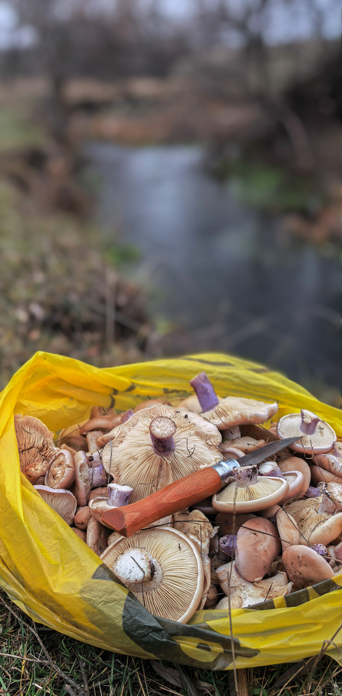 <!--noindex--><a href="https://pikabu.ru/story/v_posledniy_den_oseni_13450738?u=https%3A%2F%2Fru.wikipedia.org%2Fwiki%2F%25D0%25A0%25D1%258F%25D0%25B4%25D0%25BE%25D0%25B2%25D0%25BA%25D0%25B0_%25D0%25BB%25D0%25B8%25D0%25BB%25D0%25BE%25D0%25B2%25D0%25BE%25D0%25BD%25D0%25BE%25D0%25B3%25D0%25B0%25D1%258F&t=https%3A%2F%2Fru.wikipedia.org%2Fwiki%2F%D0%A0%D1%8F%D0%B4%D0%BE%D0%B2%D0%BA%D0%B0_%D0%BB%D0%B8%D0%BB%D0%BE%D0%B2%D0%BE%D0%BD%D0%BE%D0%B3%D0%B0%D1%8F&h=db564230243e1c98ca216e58538d0e027d6ef6f1" title="https://ru.wikipedia.org/wiki/%D0%A0%D1%8F%D0%B4%D0%BE%D0%B2%D0%BA%D0%B0_%D0%BB%D0%B8%D0%BB%D0%BE%D0..." target="_blank" rel="nofollow noopener">https://ru.wikipedia.org/wiki/_</a><!--/noindex-->