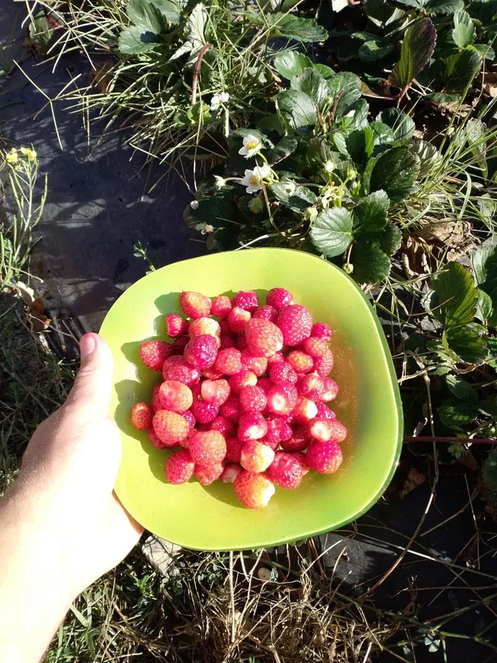 Клубника зимой