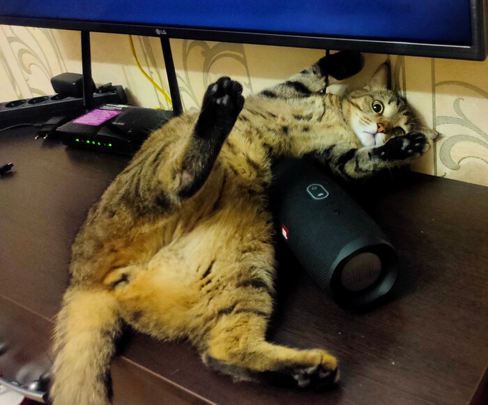 Ответ на пост «"Подтвердите, что вы пикабушник, добавив фото кота"»