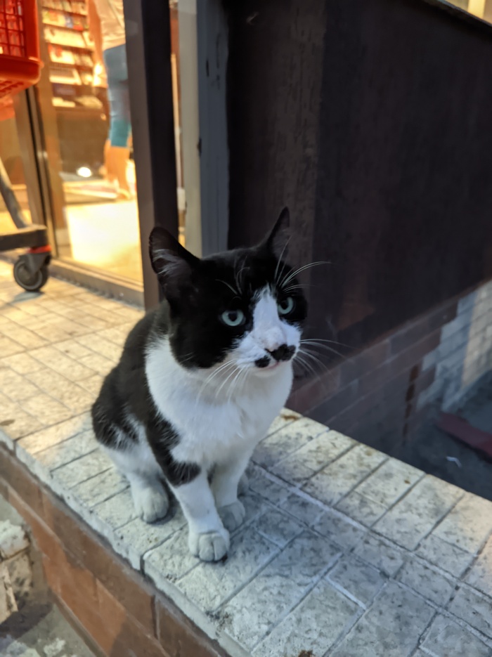    &quot;,   ,   &quot;