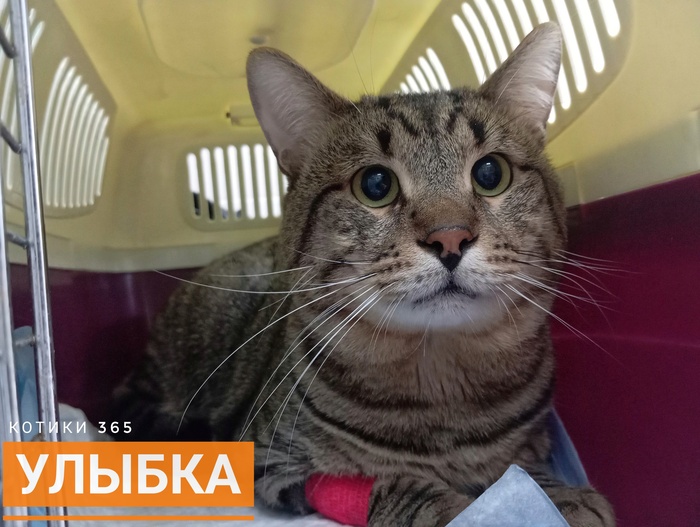 Улыбка (Печалька) 30.11.2025