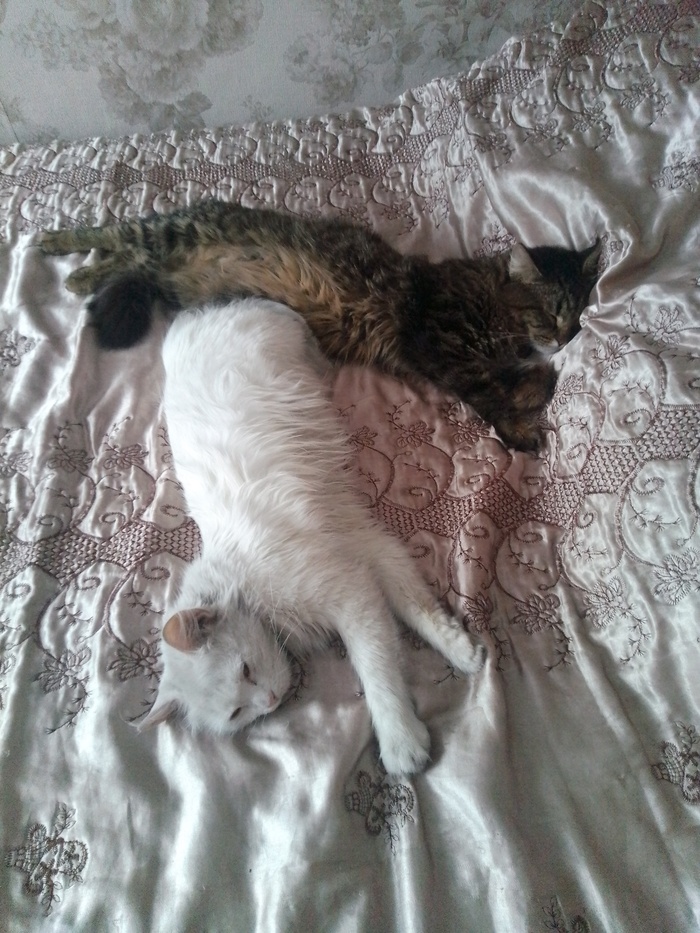 Мои хвостатые