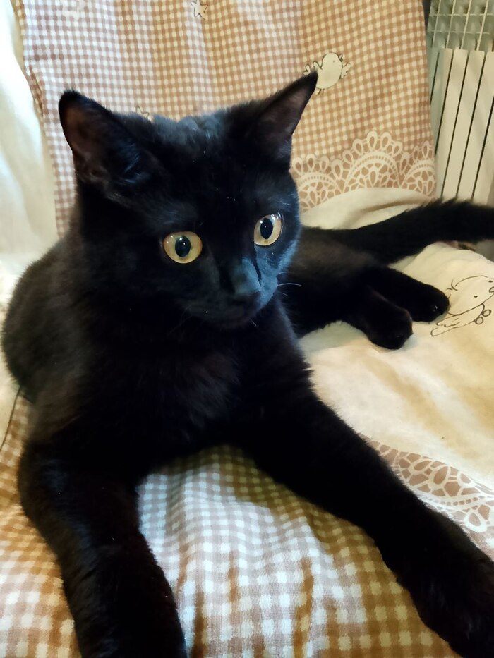 Кошко дочь. Мать в прошлом году вышла на пол дня погулять. Нагуляла.