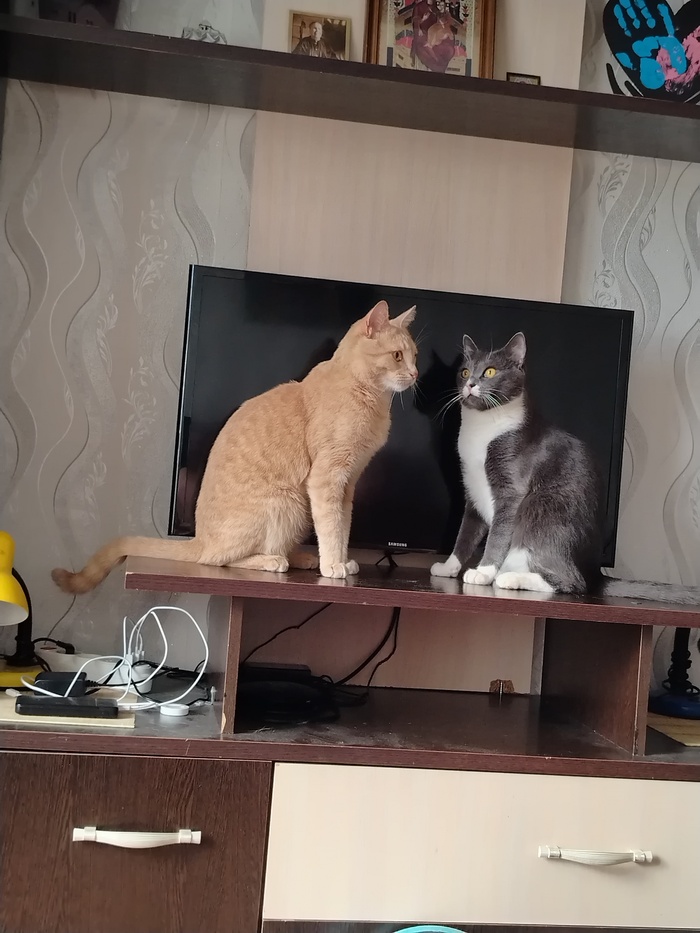 Ответ user8594751 в «"Подтвердите, что вы пикабушник, добавив фото кота"»