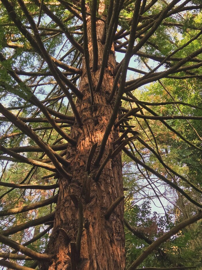 Встретились даже секвойи!