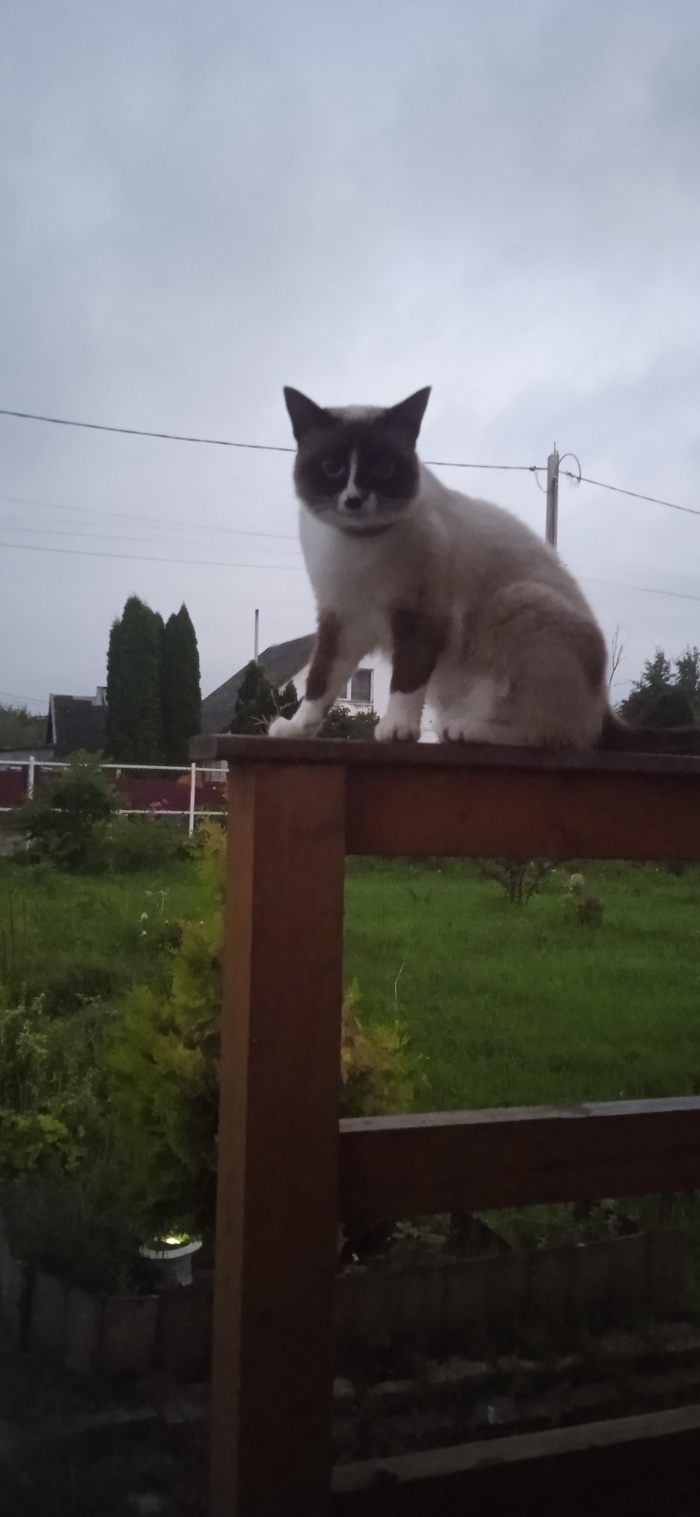 Люсьена взгромоздилась. У кого тоже порода Сноу шу, скидывайте фотки