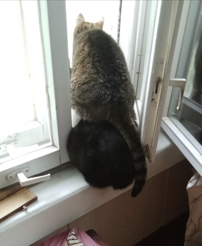    &quot;,   ,   &quot;