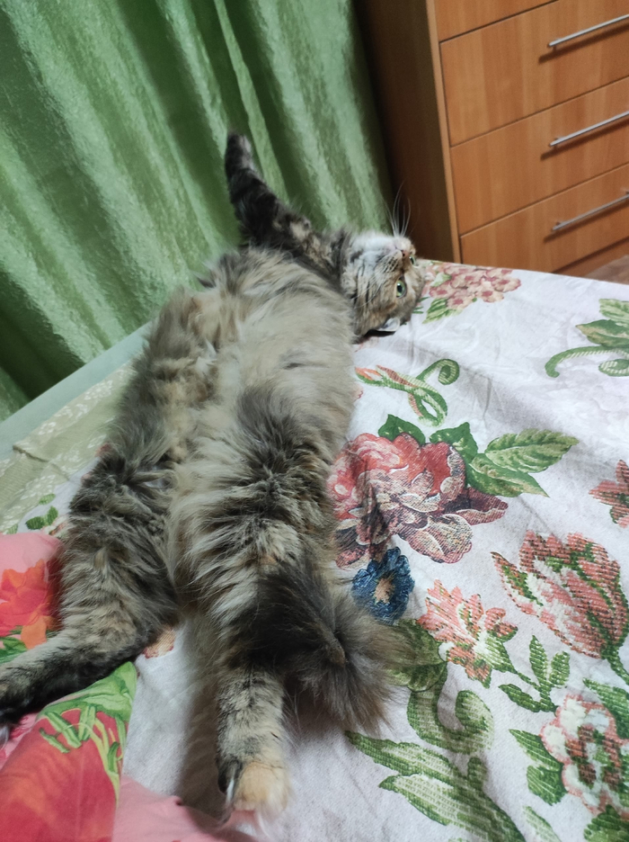 Я красотка, как изящны мои лапки!