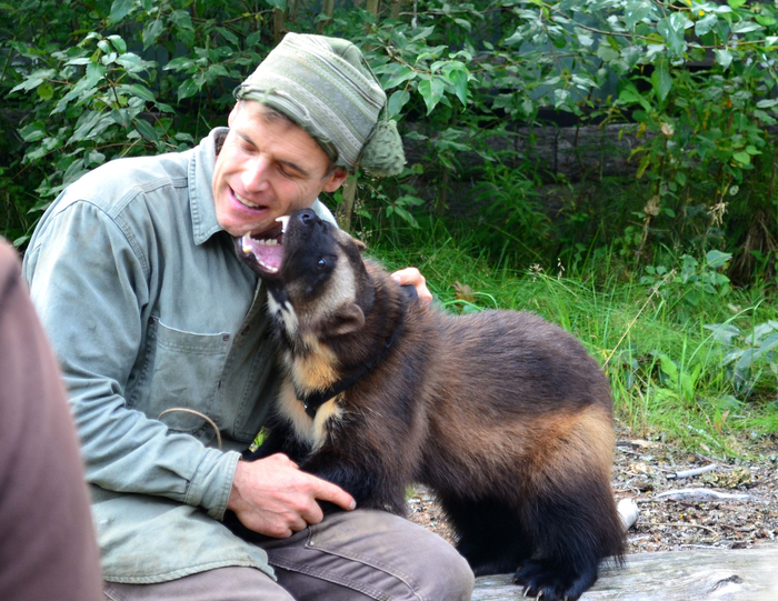 К сожалению, люди иногда забывают, что от росомах нужно держаться подальше...