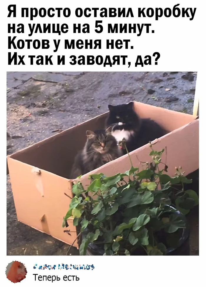 Коти