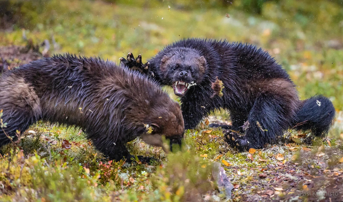 Бей своих, чтобы чужие боялись!