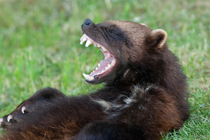 Если росомаха кажется вам немного похожей на гиену, то знайте — ваш мозг правильно всё понял. Оба зверя — мощные хищники и падальщики, способные наносить тяжёлые травмы и раскалывать кости, поэтому строение челюстей у них похоже.