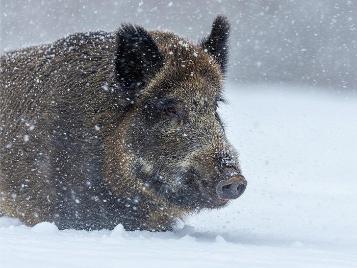        ,      50         4-5      .