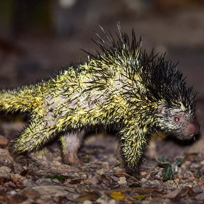 Двухцветный дикобраз