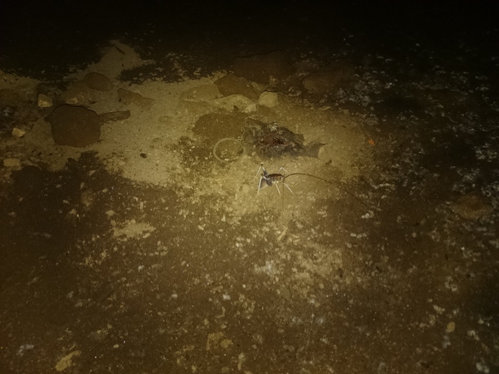 Те самые crickets