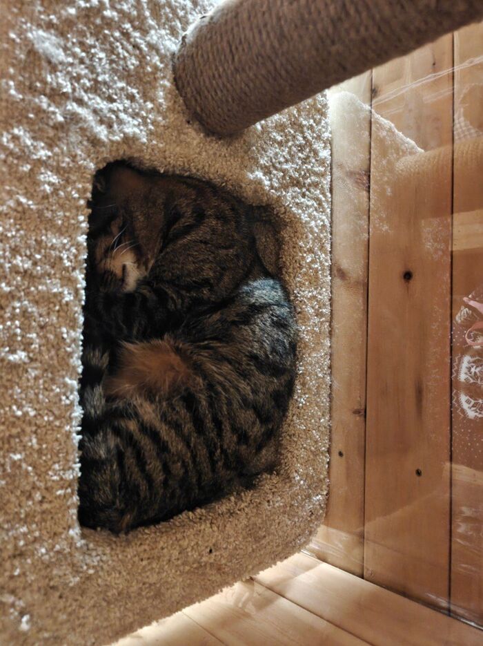 Прямоугольный кот