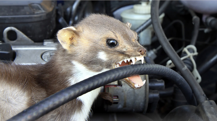   1970 ,    ,       .   . ?  !  ,   ,    .