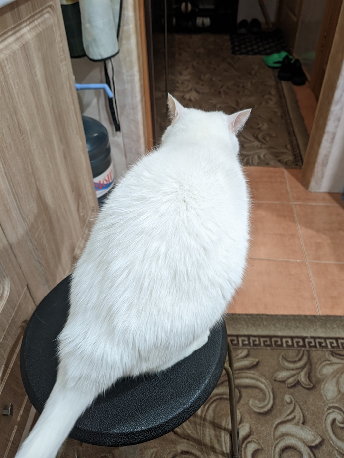 Кот, просто кот