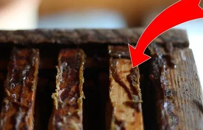 Пчелы и прополис