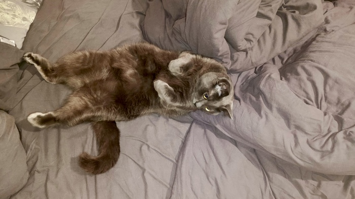 Цвет настроения серый