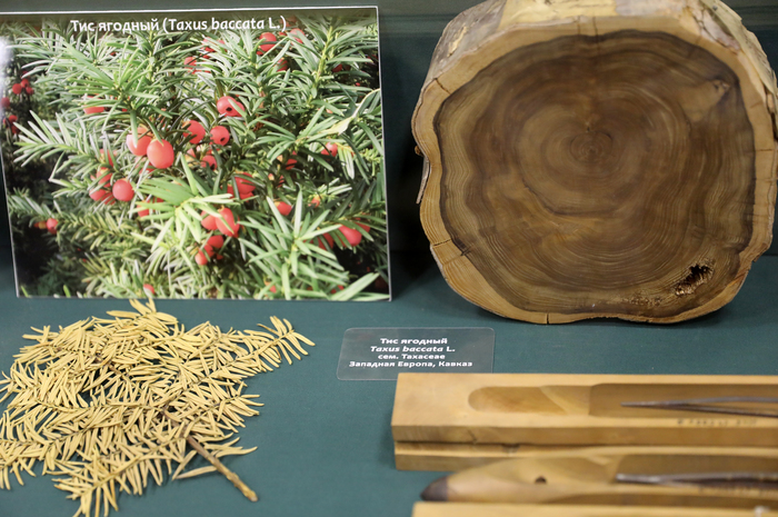 Тис ягодный в экспозиции Ботнического музея БИН РАН.