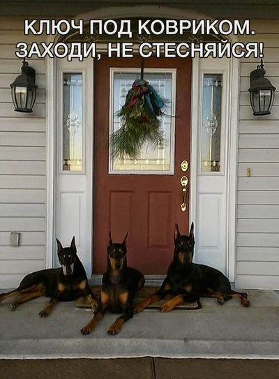 Ответ на пост «Доберман: Полиция уже отказалась от них. Правда ли, что эта порода испорчена и скоро исчезнет?»