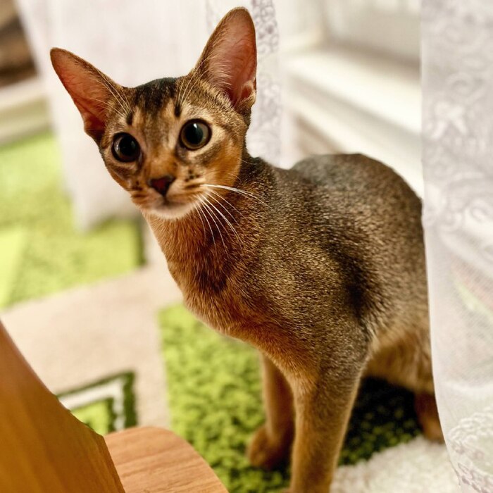 Почему короткая игра перед сном не утомляет абиссинца, а только раззадоривает: разбираем охотничий инстинкт породы