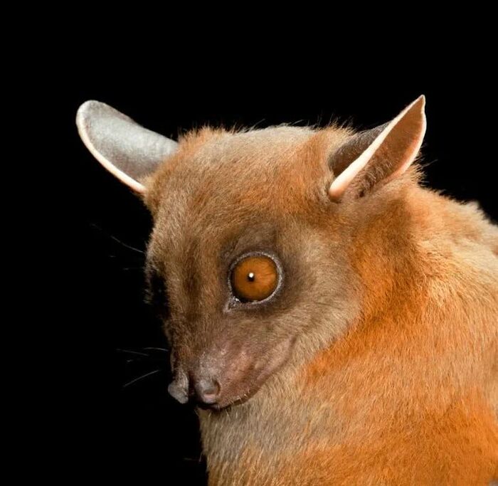    (Cynopterus sphinx).