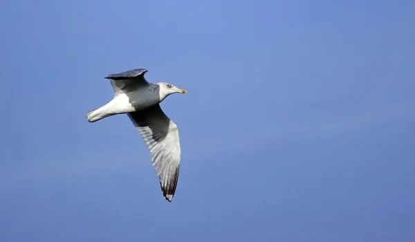        ,     .    ,   , ,  , ,  .  .   .