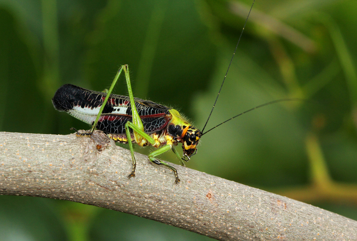 Pardalota haasi, ,  Bart Wursten,    (CC-BY-NC)
