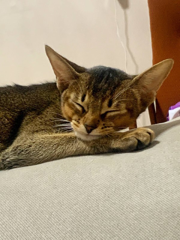 Абиссинская кошка отказывается от еды и стала вялой: 3 ошибки в питании, которые совершают даже опытные хозяева