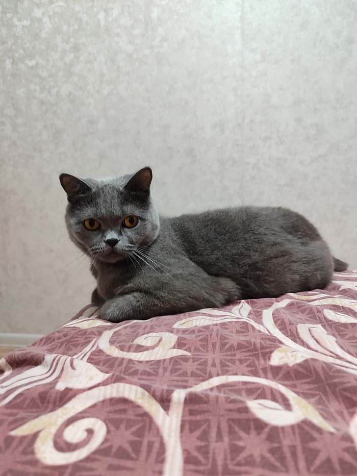    &quot;,   ,   &quot;