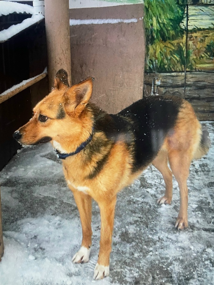 Помогите, пожалуйста найти собаку!