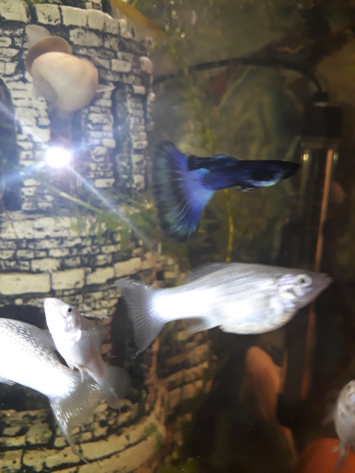 Фотографировала я гупячьего парня. Но молли попали, как олени на фотоловушку