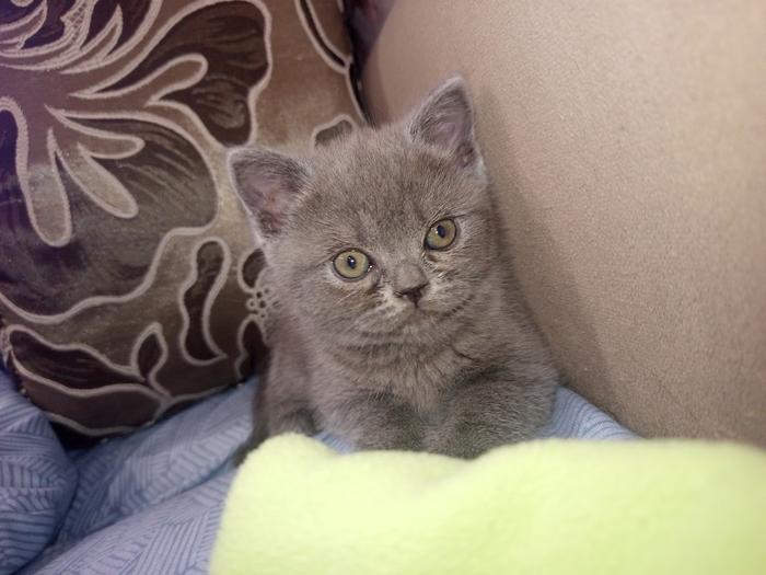 Не показал кота - не пикабушник